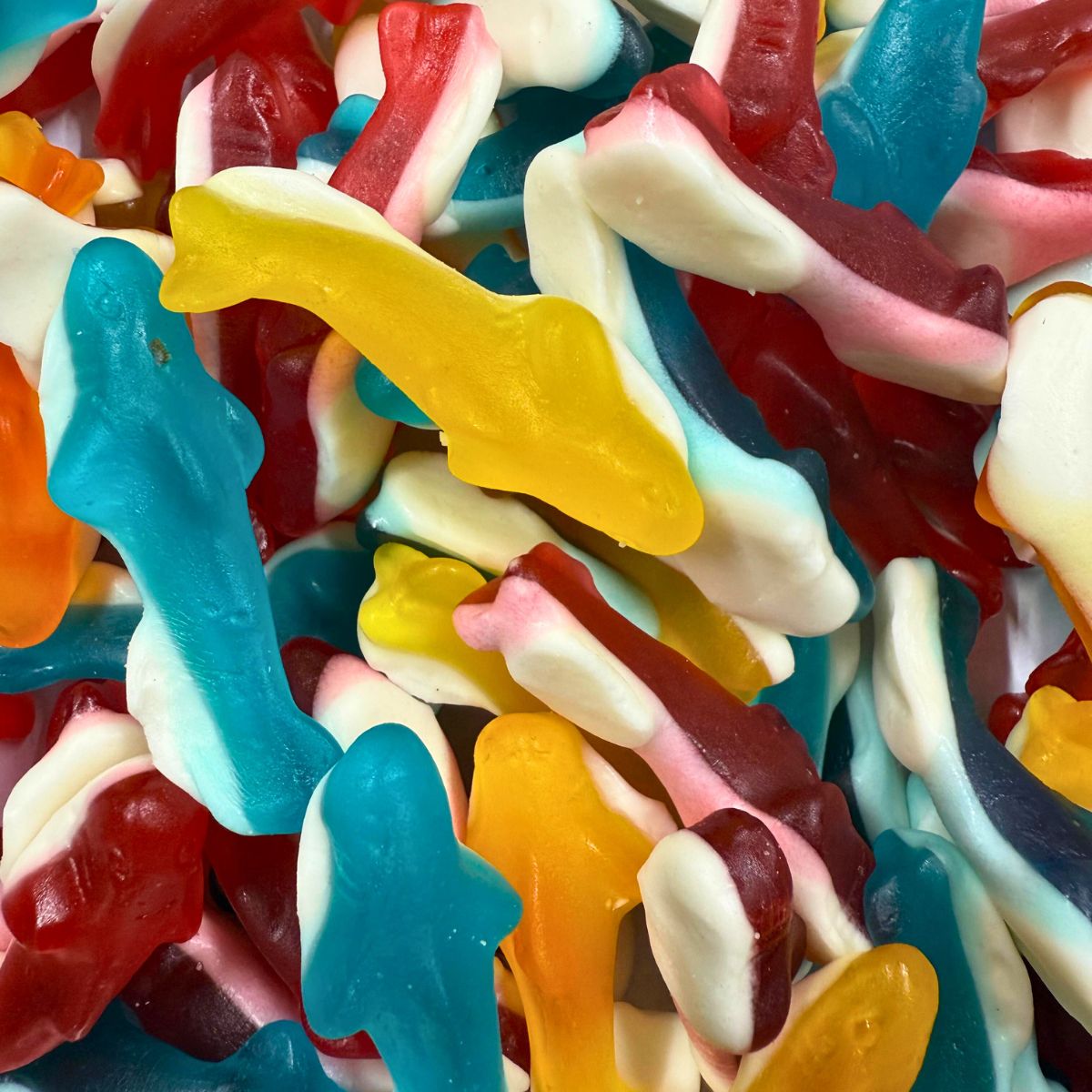 Jelly Dolphins | 2 Kg