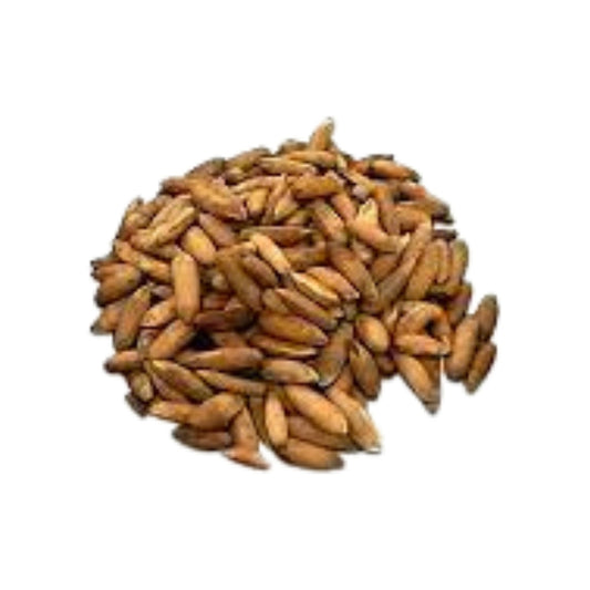 Chilgoza Pine Nuts | 1 Kg